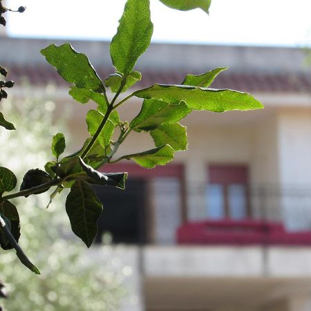 Villa Il Giovane Alloro Martina Franca Exteriör bild